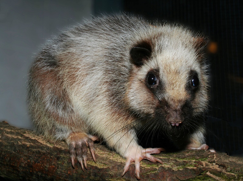 Krysa obláčková, foto (c) Archiv Zoo Praha